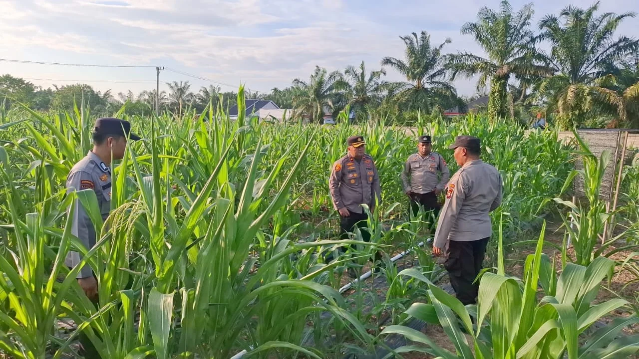 Kapolsek Ujung Batu Tinjau Perkembangan Jagung Hibrida, Dukung Ketahanan Pangan Nasional